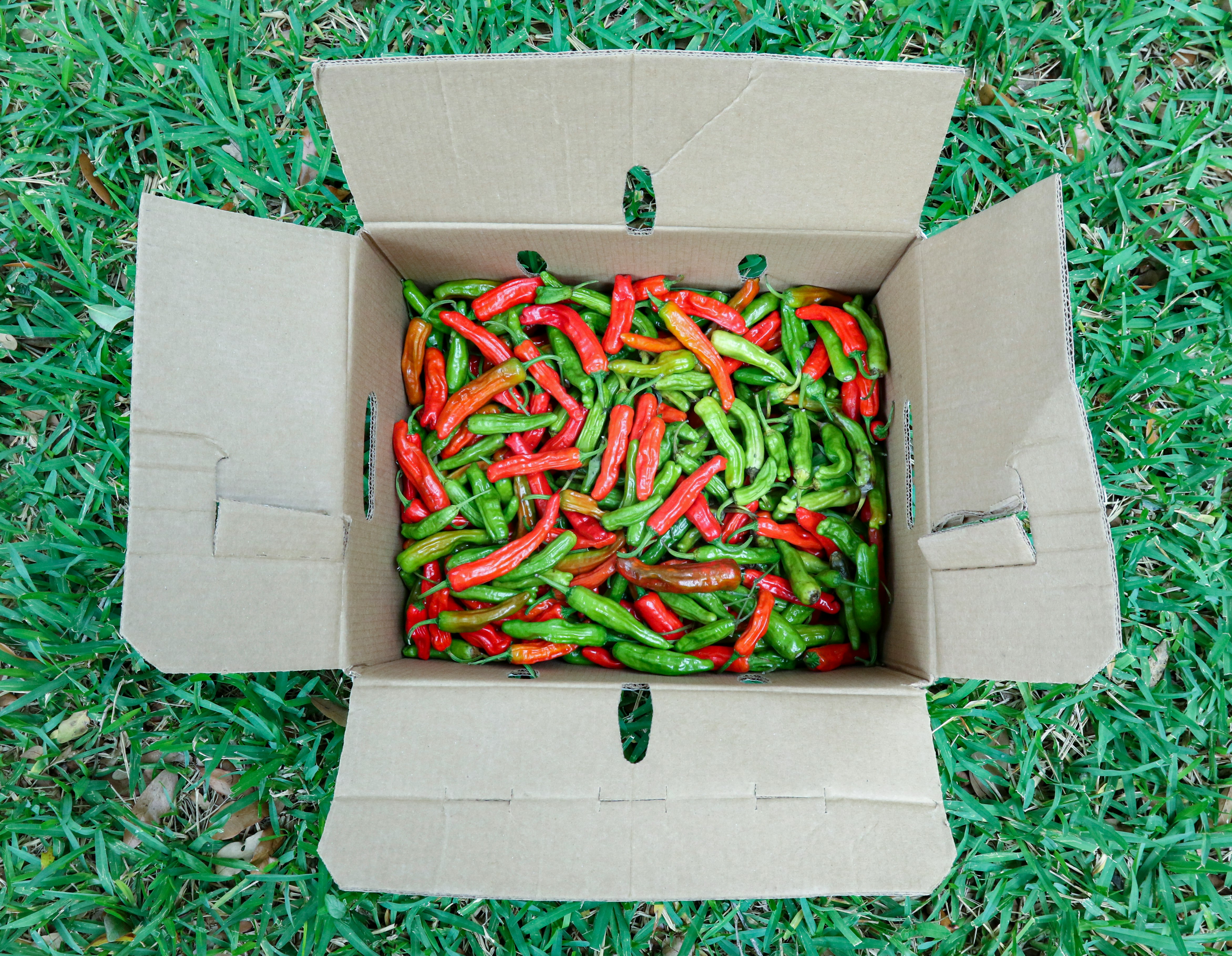 green and red chili peppers in brown cardboard box